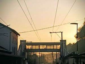 Dawn at the Station – Birds on the Line