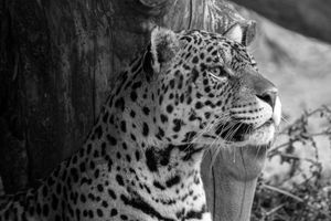 Leopard in Monochrome