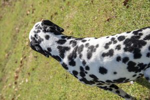 Dalmatian Pattern