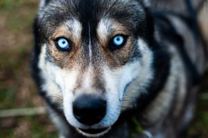 Siberian Husky Portrait – Keen Gaze