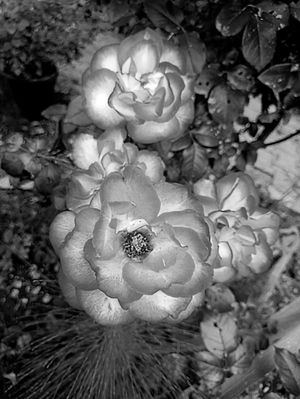 Monochrome Roses