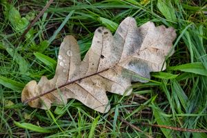 Dew on Oak Leaf – Forest Floor