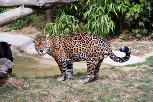 Jaguar by the Water