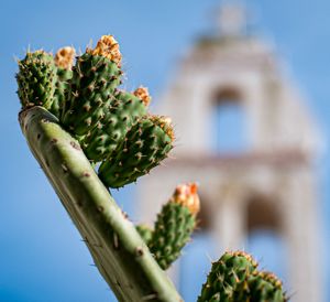 Cactus and Bell Tower