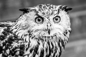 Monochrome Owl