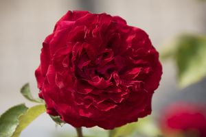 Red Rose – Floral Close-Up