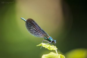 Emerald Damselfly on Leaf
