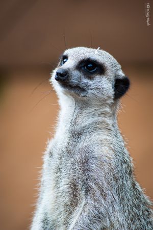 Curious Meerkat