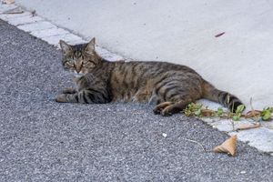 Curbside Cat