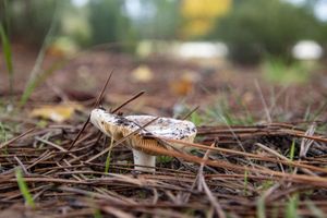 Ground-Level Mushroom – Gills