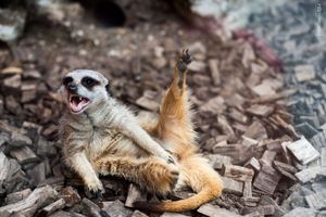 Meerkat Antics