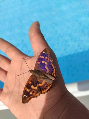 Poolside Butterfly
