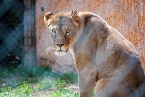Lioness Look Back
