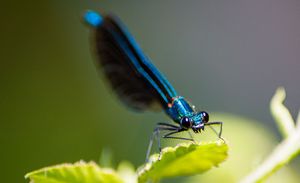 Perched Dragonfly – Macro