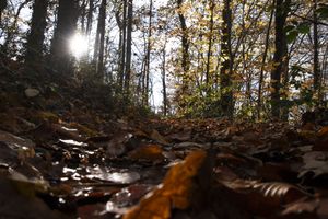 Autumn Trail – Backlight