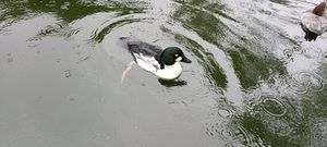 Raindrop Duck
