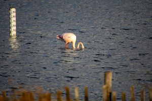 Flamingo in the Marsh – Water Gauge