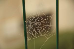 Dew Web II
