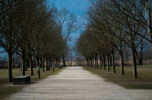 Winter Alley of Trees