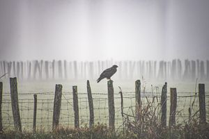 Misty Silence – Raptor on Post