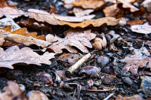 Spent Casing Among Leaves