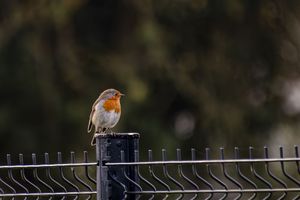 Robin on the Fence – Soft Bokeh