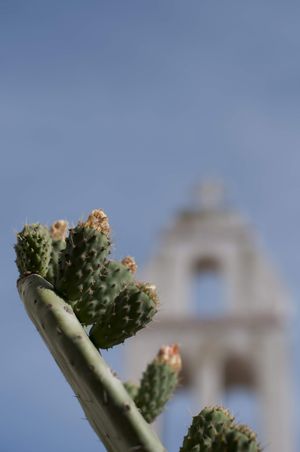 Prickly Pear & Tower