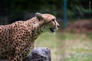 Cheetah on the Move