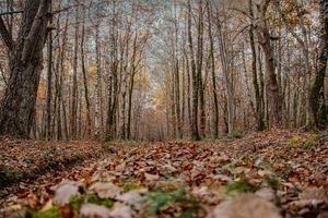 Birch Corridor in Late Fall