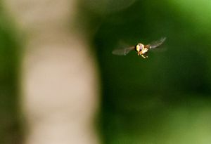 Hoverfly in Flight