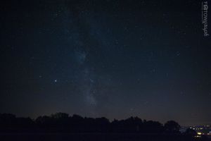 Milky Way over the Trees
