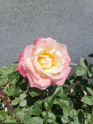 Cream and Pink Rose