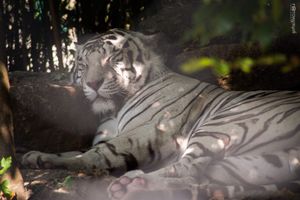 Dappled Nap – White Tiger