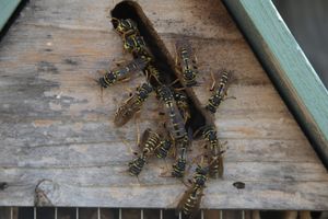 Nest Entrance – Wasps at Work