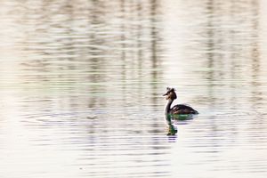 Grebe on Ripples