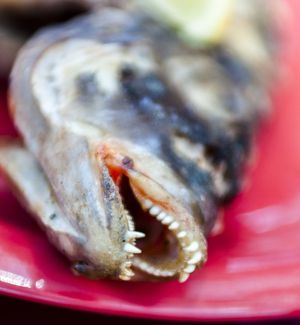 Fried Fish Head
