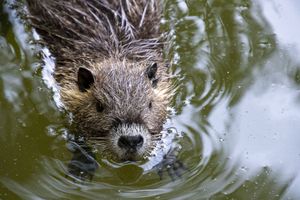 Swimming Nutria – Face to Face