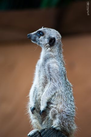 Sentry Meerkat