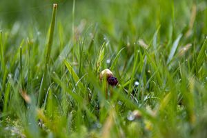 Tiny Cap in the Lawn