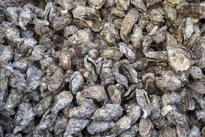 Oyster Shells – Mineral Pattern