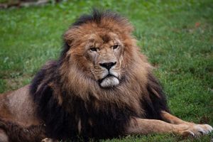Male Lion Portrait – Majestic Mane