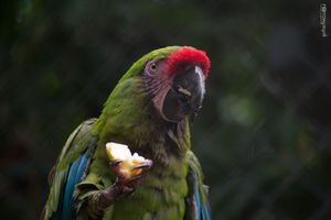 Macaw Snack Time
