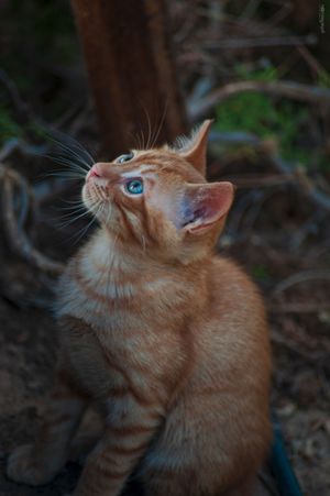 Ginger Kitten Gaze