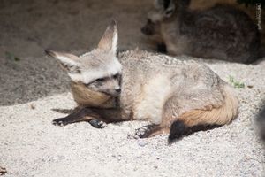 Bat-Eared Fox Rest