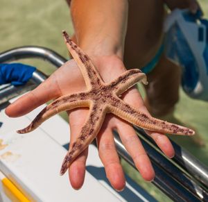 Palm Starfish