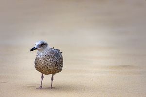 Solitary Gull on Sand