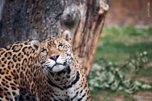 Curious Jaguar