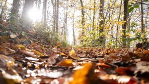 Golden Woodland – Low Sun