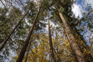 Toward the Canopy – Autumn