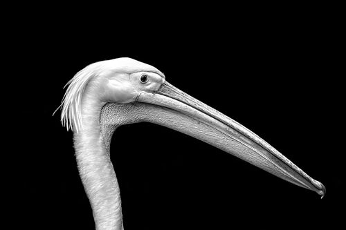 Black And White Photography Tips The 5 Cornerstones Of All Great This Portrait Of The Bird Is About As Beautiful An Example A Full Tone Balanced Contrast Ratio Photograph That You Will Ever See